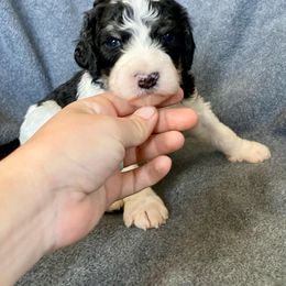 Bernedoodle Puppies from Crider’s Critters