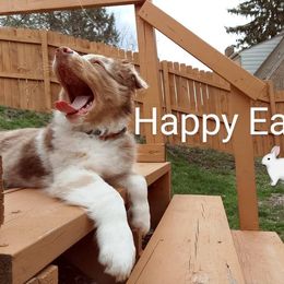 Australian Shepherd All Grown Up from Addie's Aussies