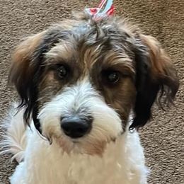 Roxy - Aussiedoodle