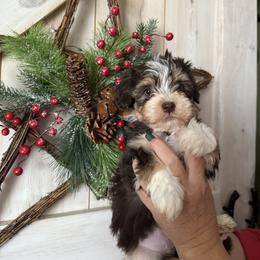 Havanese Puppies from Windy Hill Havanese
