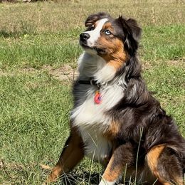 Australian Shepherds from J&A Aussies