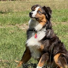 Australian Shepherds from J&A Aussies