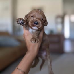 Carr - Red male Cavapoo puppy in Queen Creek, Arizona from Sunny Doodles