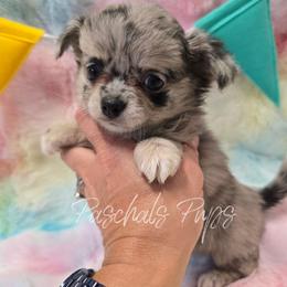 Dolly - Merle female Chihuahua puppy in Bowdon, Georgia from Paschal's Pups