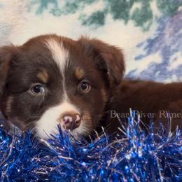 Miniature Australian Shepherd Puppies from Bear River Ranch LLC