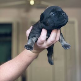 French Bulldog Puppies from Just Us Frenchies