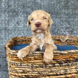 Micah - Cream male Goldendoodle puppy in Chattanooga, Tennessee from Hilltop Cuddle Pups