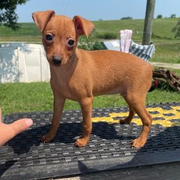 Delilah - Stag red female Miniature Pinscher puppy in Lancaster, Missouri from White Stone Ranch