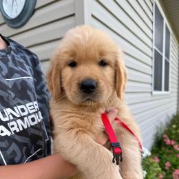 Red Boy - Golden male Golden Retriever puppy in Macy, Indiana from Macy Golden Meadows