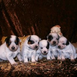 Australian Cattle Dog Puppies from Shada