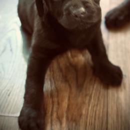 Ash-Yellow Collar - Chocolate male Labrador Retriever puppy in Penn Valley, California from Pleasant Valley Creekside Ranch, LLC