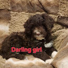 Darling - Brown and white female Portuguese Water Dog puppy in Narvon, Pennsylvania from Prized Family Porties