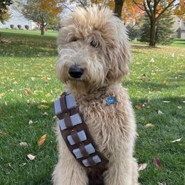 Goldendoodles from Shaggy Bark Goldendoodles
