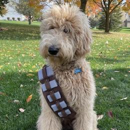 Goldendoodles from Shaggy Bark Goldendoodles