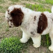 Newfypoo Puppies from Two Sisters Ranch, LLC