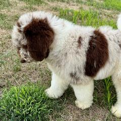 Newfypoo Puppies from Two Sisters Ranch, LLC