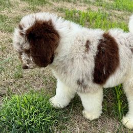 Newfypoo Puppies from Two Sisters Ranch, LLC