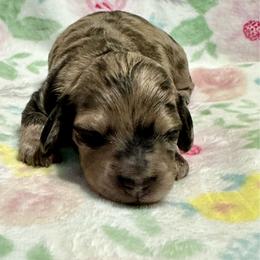 Ruby - 4250 - Dapple female Dachshund puppy in Biloxi, Mississippi from Southern Doxies