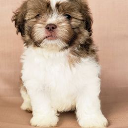 Rook - Brown and white male Shichon puppy in Tennessee from Pilot Hill Teddy Bear Puppies