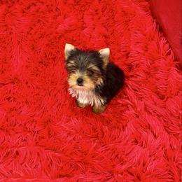 Bailey - Black and tan female Yorkshire Terrier puppy in Sandy Hook, Kentucky from The Royal Yorkie Den LLC
