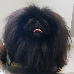 KUZJA - Pekingese