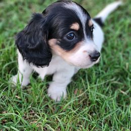 Dachshund Puppies from Leslie Martinez