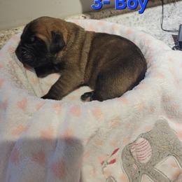 Boy 3 - Apricot male Mastiff puppy in Atlanta, Michigan from Legacy Mastiffs