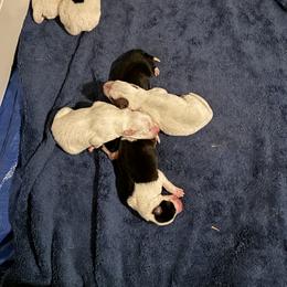 Border Collie Puppies from Hidden Creek