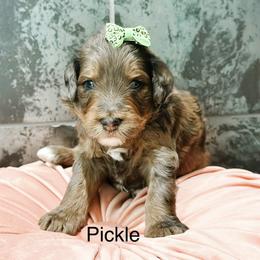 Pickle - Blue merle female Bernedoodle puppy in Pasco, Washington from Camp Doodle Woods