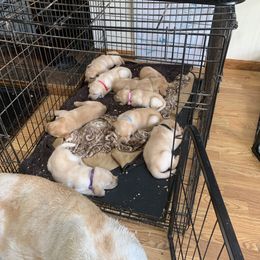 Labrador Retriever Puppies from Cary’s Buck Creek Retrievers