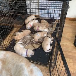 Labrador Retriever Puppies from Cary’s Buck Creek Retrievers