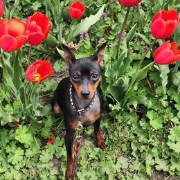 Miniature Pinscher Puppies from Hundeholz