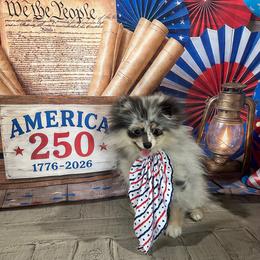 Halle - Blue merle female Pomeranian puppy in Lyons, Georgia from Its a Poms Life Kennel
