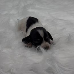 Black and Tan Piebald Smooth Girl - Piebald female Dachshund puppy in Killeen, Texas from Southern Dachshunds