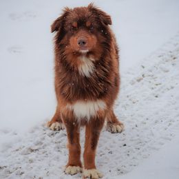 Occy - Toy Australian Shepherd