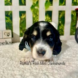 Noah - Black and cream male Dachshund puppy in Lakeland, Florida from Ruthie’s Rich Mini Dachshunds