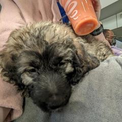 Saint Berdoodle Puppies from Brewer's Doodles