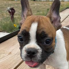 Bearded Collies and French Bulldogs from Fancy Lance