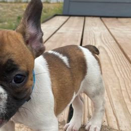 Bearded Collies and French Bulldogs from Fancy Lance