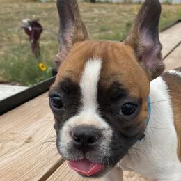 Bearded Collies and French Bulldogs from Fancy Lance
