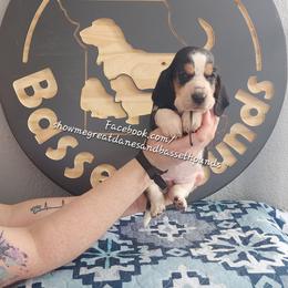 Red collar - Black white and brown female Basset Hound puppy in Alton, Illinois from Show Me Great Danes and Basset Hounds