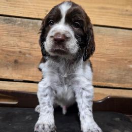 LIME GREEN - Liver white and roan male English Springer Spaniel puppy in Jesup, Georgia from 31 Pines Kennels