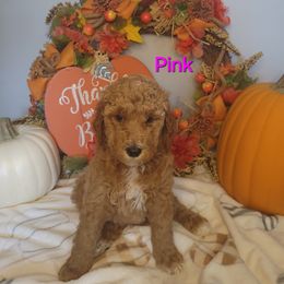 Goldendoodle Puppies from Channys Doodles
