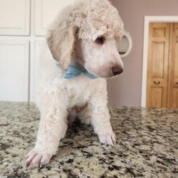 Little Red Corvette - White male Poodle puppy in Athens, Texas from Pruitt Family Kennels