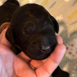 Pecan - Black male Goldendoodle puppy in Greensboro, Georgia from B’s Doodles