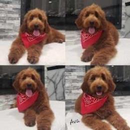 Ava - Goldendoodle