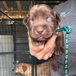 Green - Chocolate male Labrador Retriever puppy in Newton Grove, North Carolina from Wayalife Labradors & Gsp’s