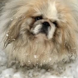 Tex - Pekingese
