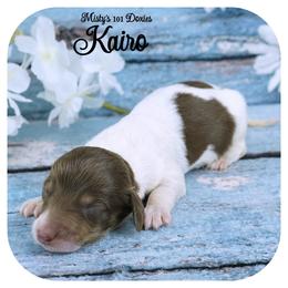 KAIRO - AKC Registered - Chocolate and tan male Dachshund puppy in Graceville, Florida from Misty's 101 Doxies