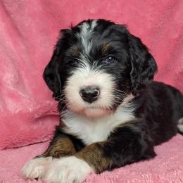 Bernedoodle Puppies from Beloved Bernedoodles of North Dakota